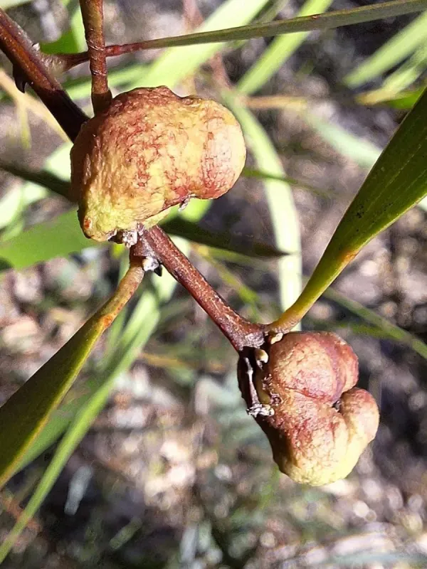 Acacia gall wasp