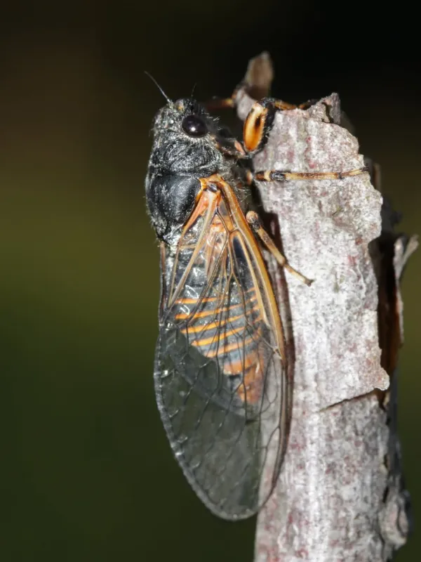 Cicada