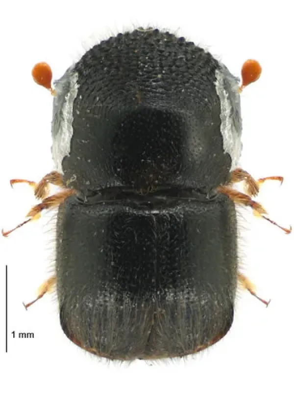 Cnestus pseudosolidus