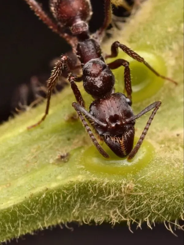 Cephalotes pusillus