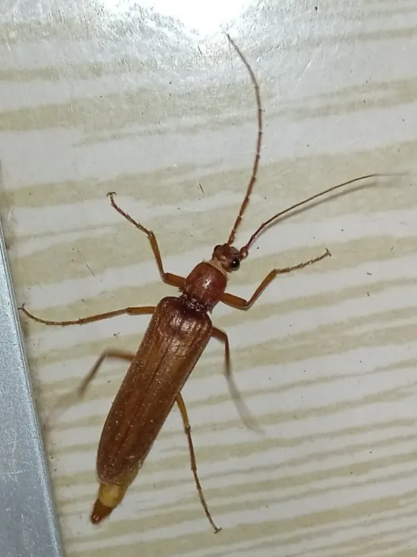 Pleonomus