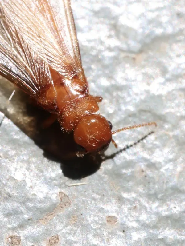 Porotermes quadricollis
