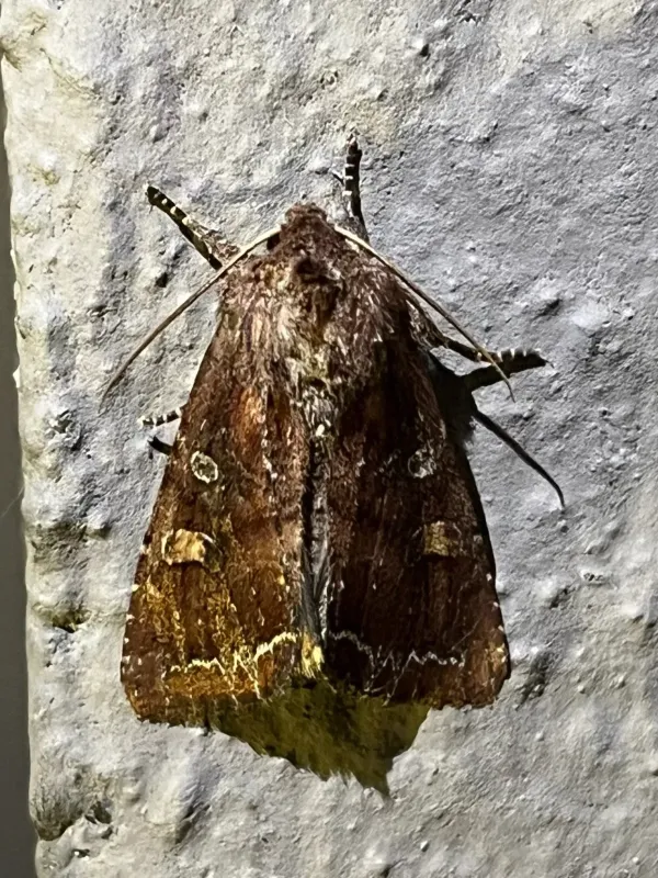 Cabbage moth