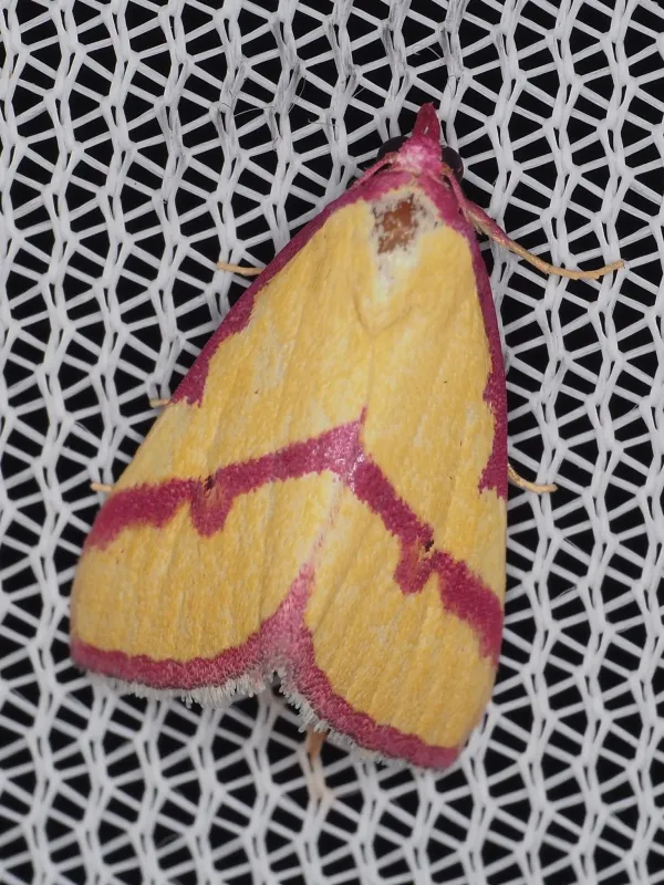 Phytometra ernestinana