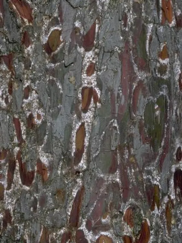 Cypress bark scale