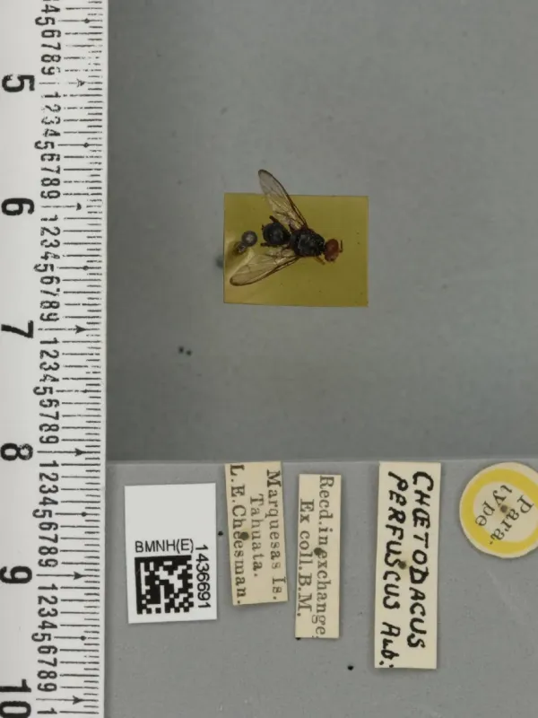 Плодовая муха Bactrocera perfusca