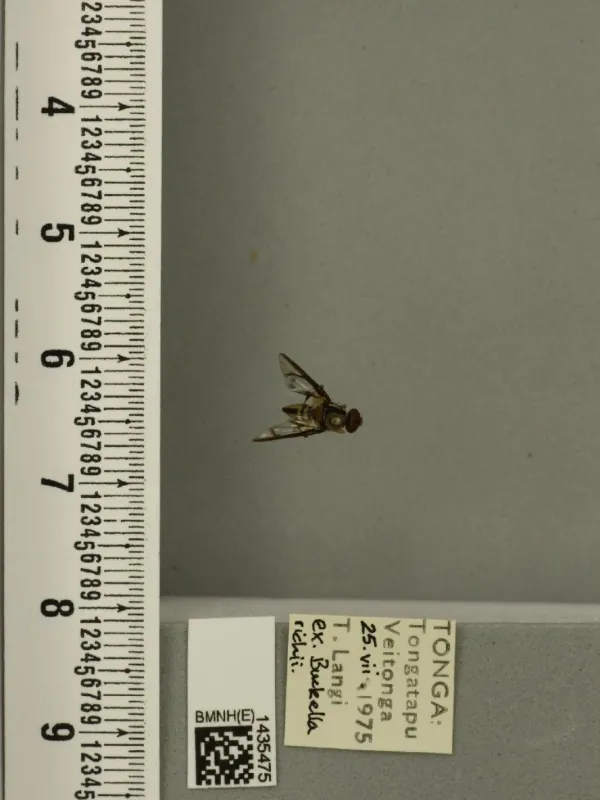 Плодовая муха Bactrocera distincta