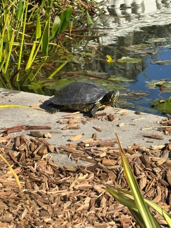 Red-eared slider