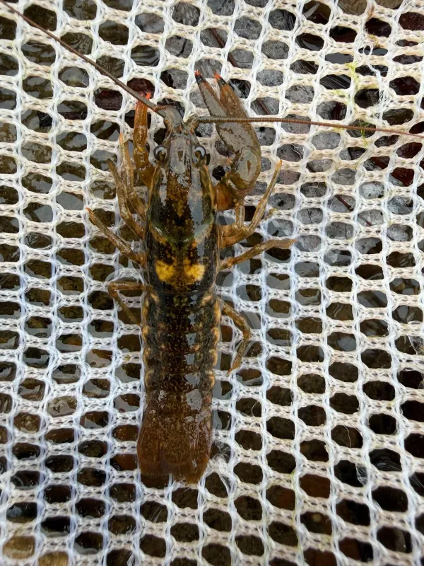 Faxonius crayfish