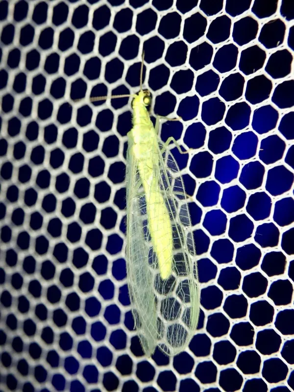 Chinese lacewing