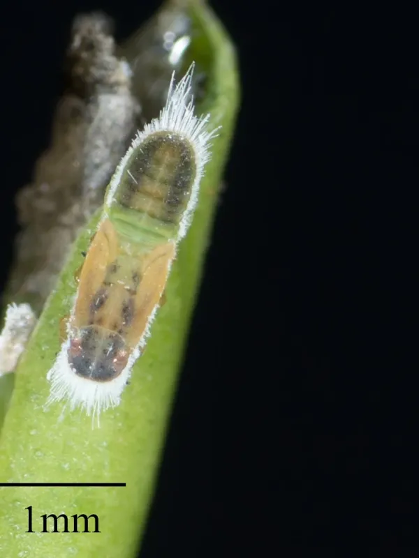 Laurel psyllid