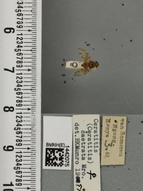 Плодовая муха Ceratitis caetrata