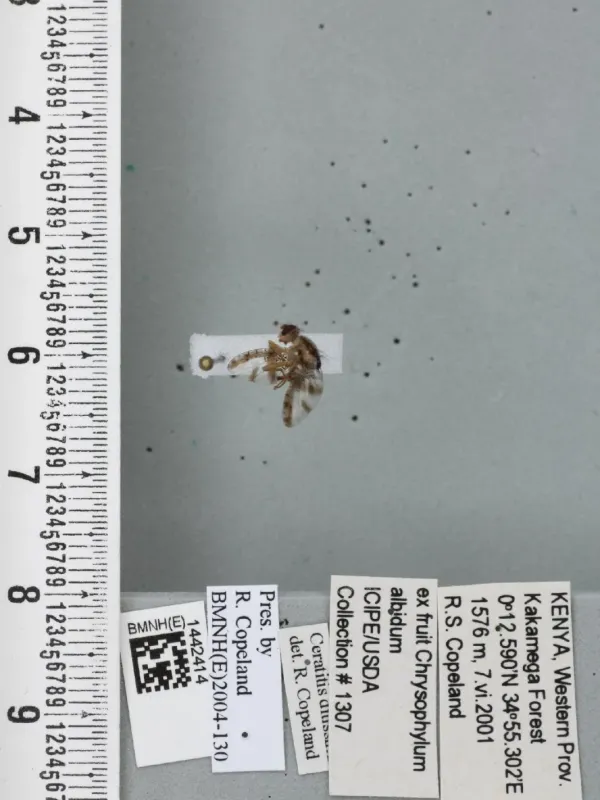 Плодовая муха Ceratitis ditissima