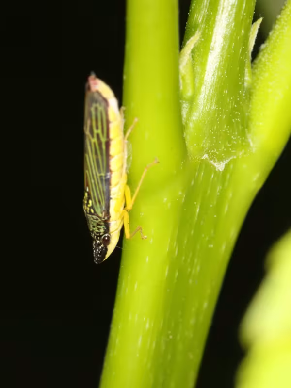 Acrogonia