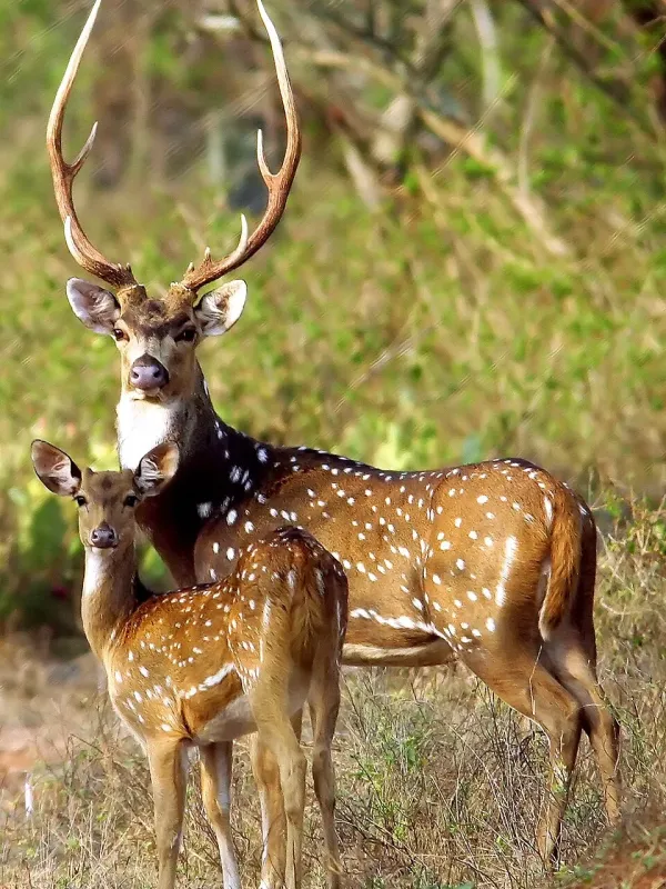 Axis deer