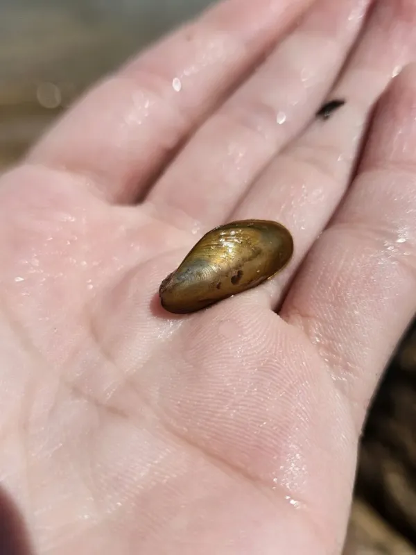 Golden mussel