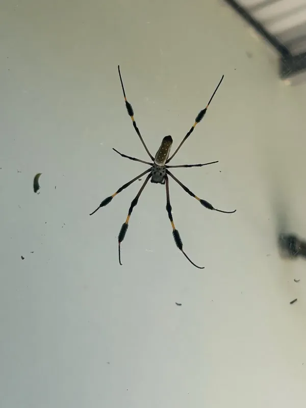 Golden silk orb-weaver