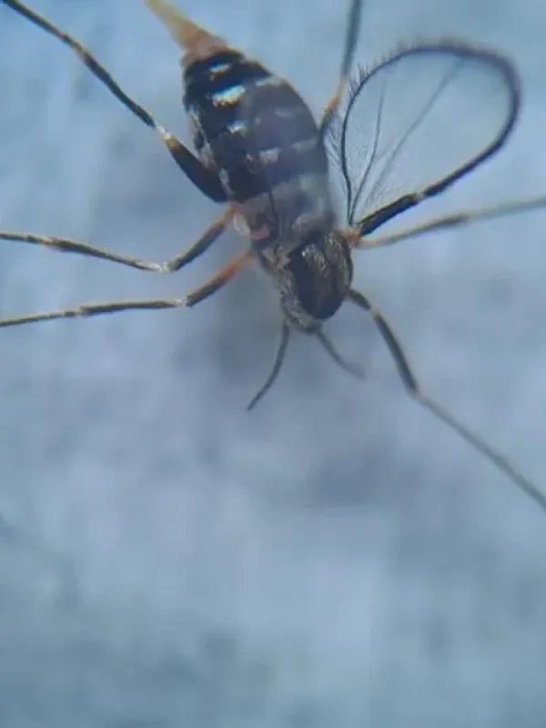 Tomato gall midge