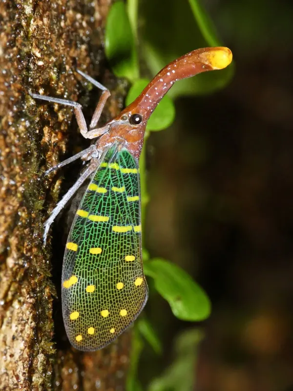 Lanternfly