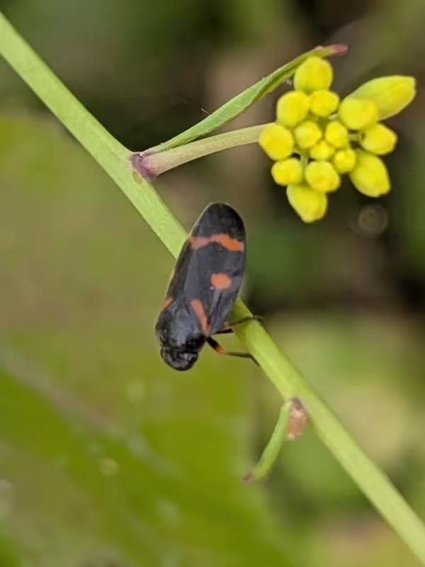 Пінниця середня