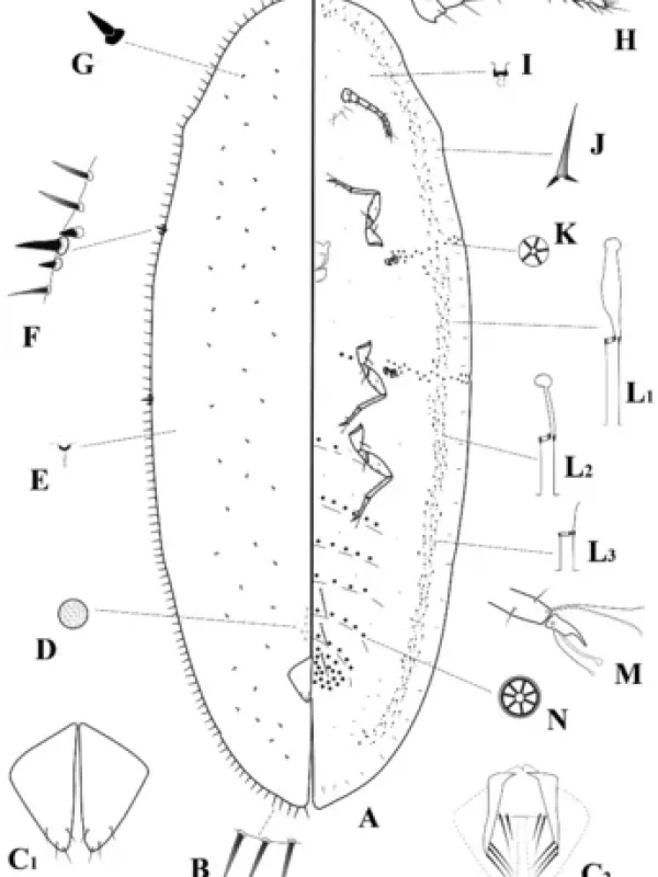 Cottony cushion scale