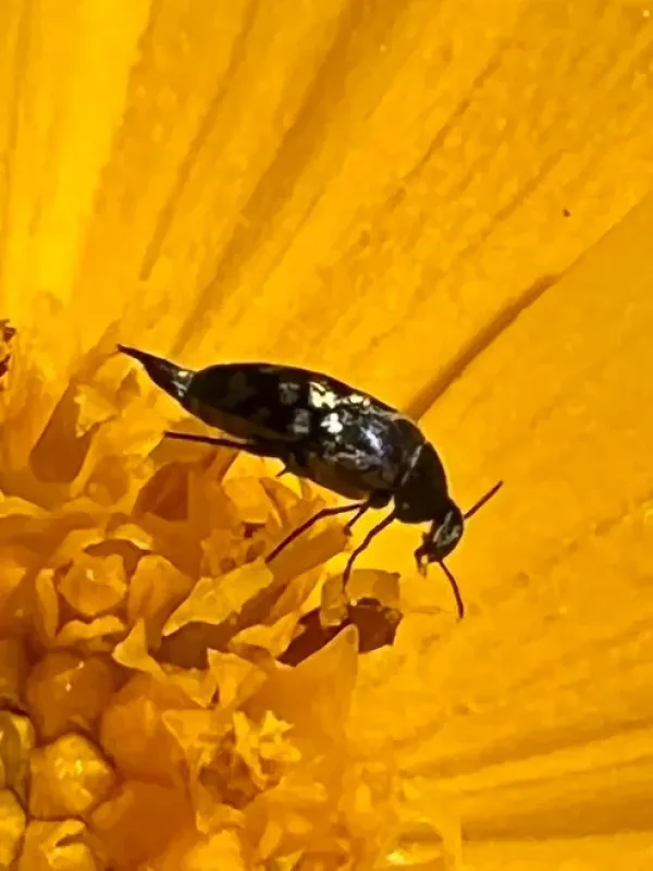 Mordellina beetle