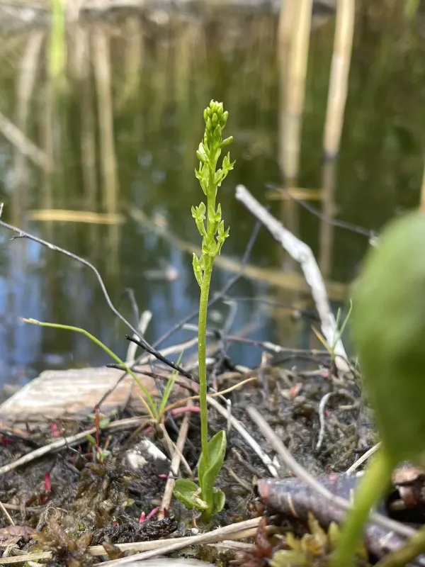 Bog orchid