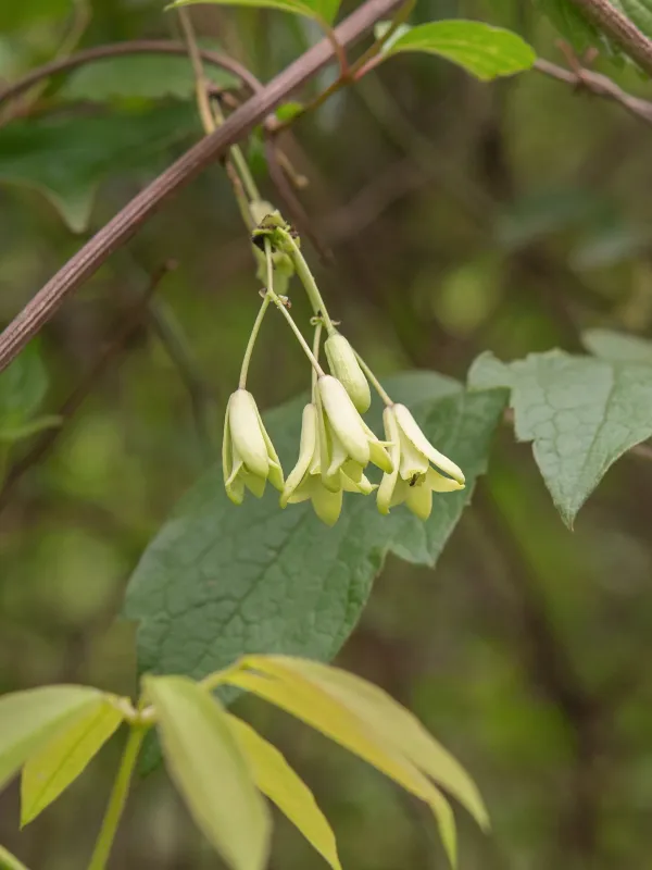 Stauntonia latifolia