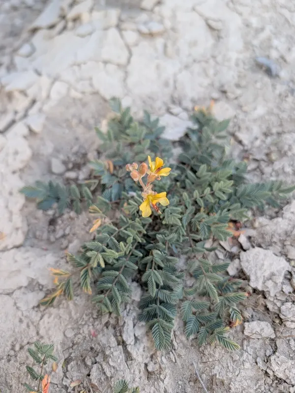 Hoffmannseggia glauca