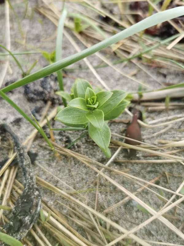 Honckenya peploides