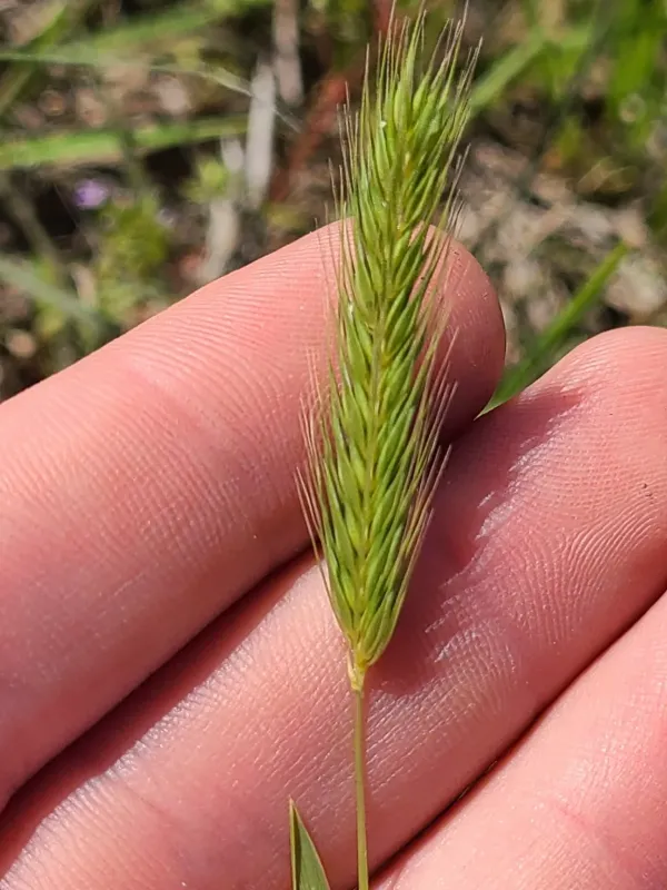 Little barley