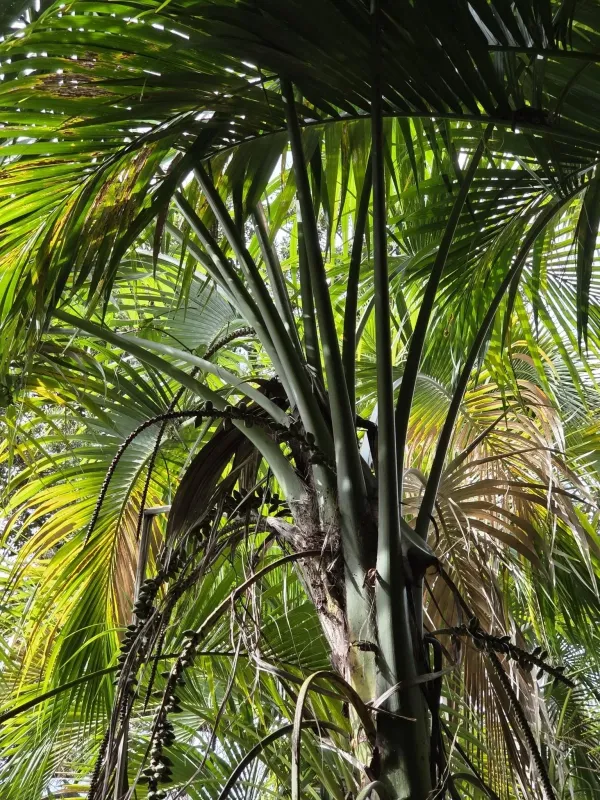 Howea belmoreana