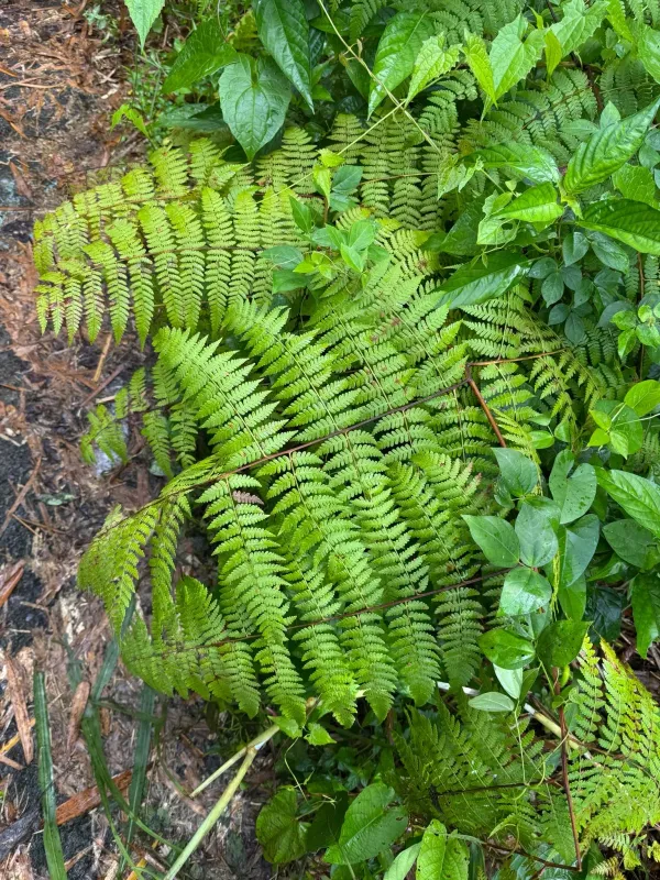 Hypolepis repens
