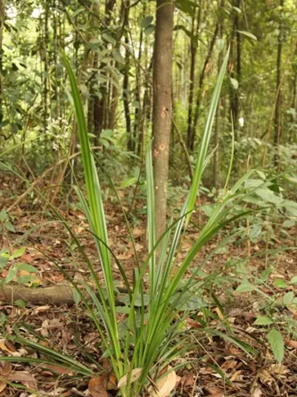 Hypolytrum latifolium