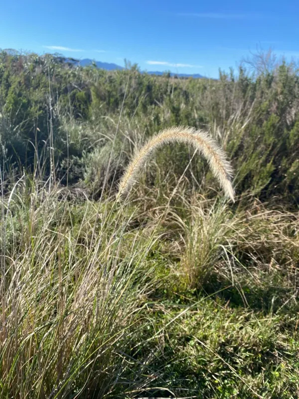Cenchrus caudatus
