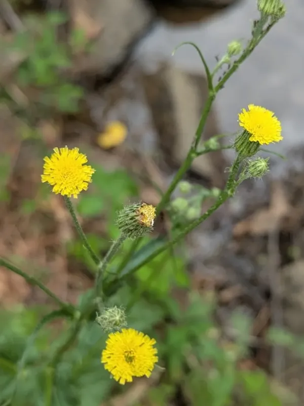 Hypochaeris tweediei