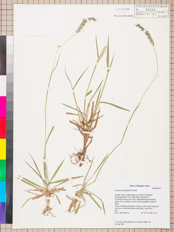 Pennisetum flaccidum