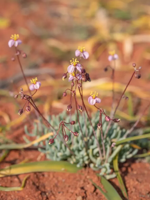 Hypertelis salsoloides