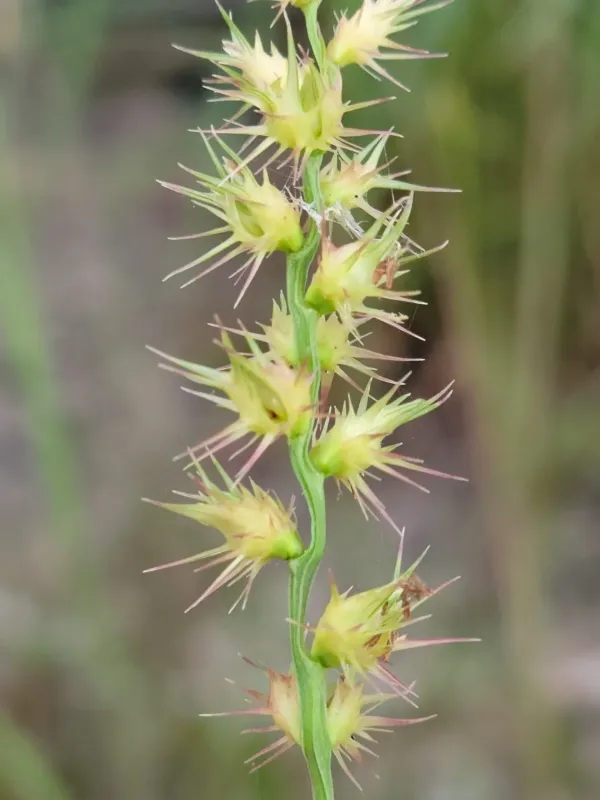 Cenchrus gracillimus