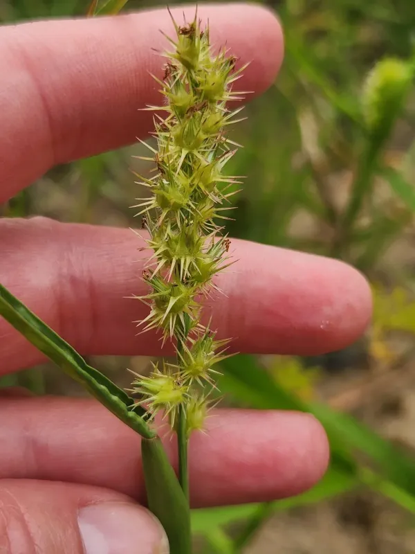 Long-spine sandbur