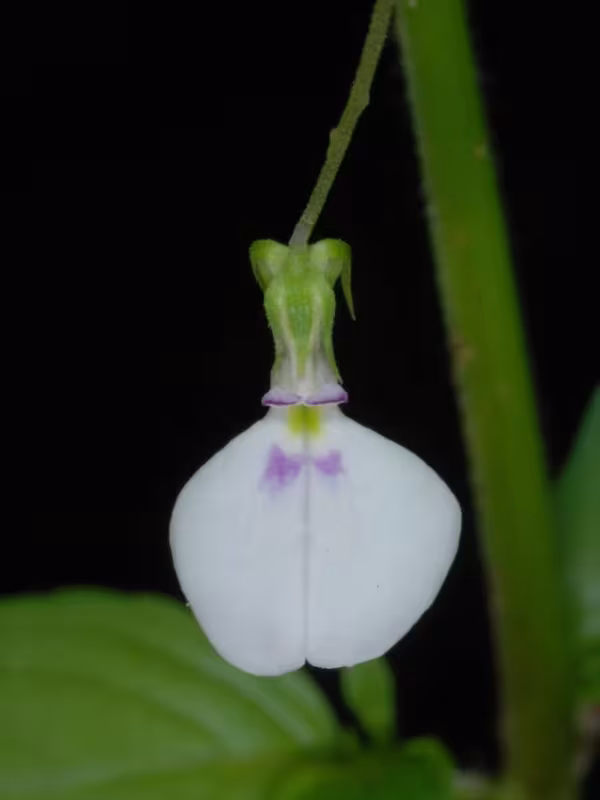 Pombalia linearifolia