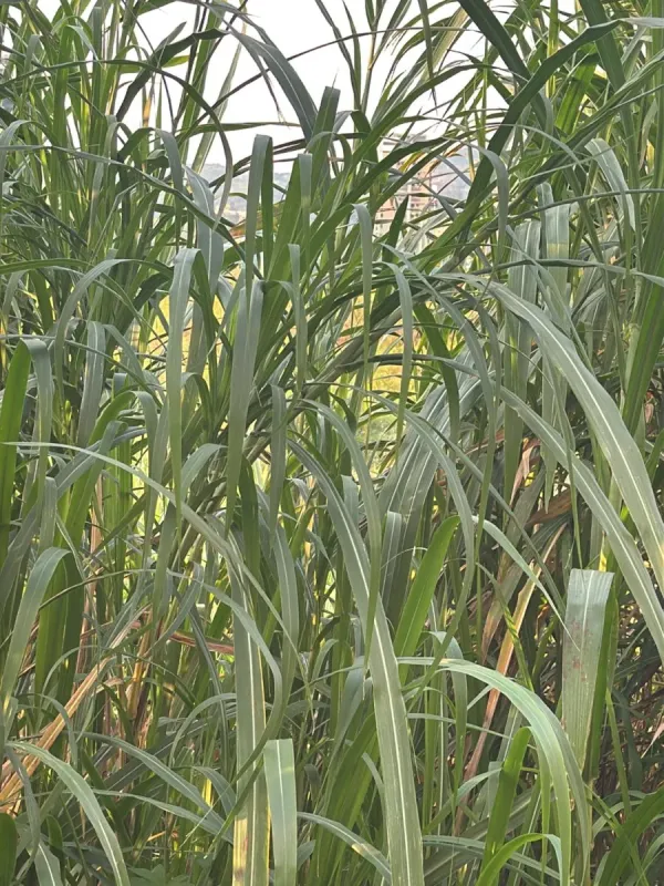 Purple Napier grass