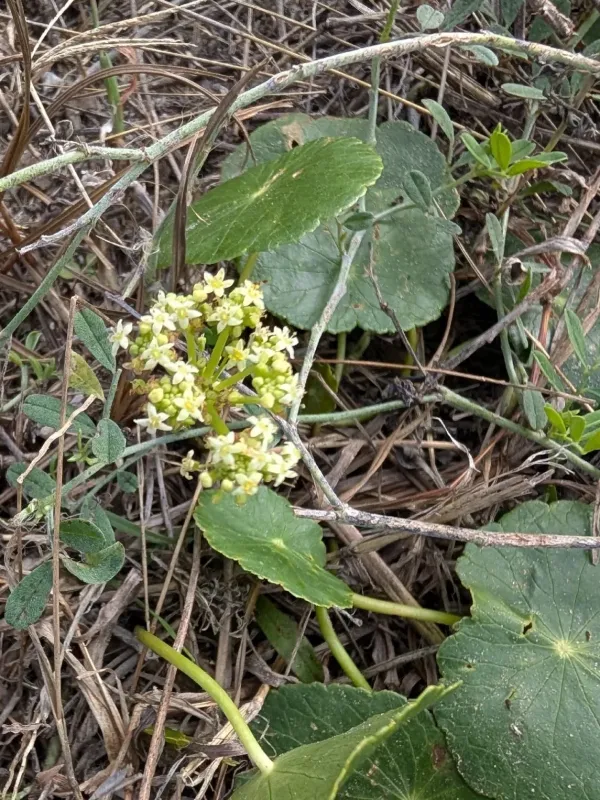Large-leaved pennywort