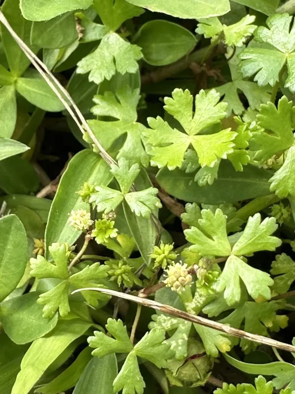Taiwan pennywort