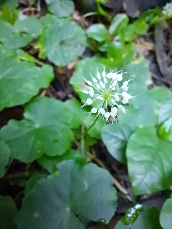 Brazilian pennywort