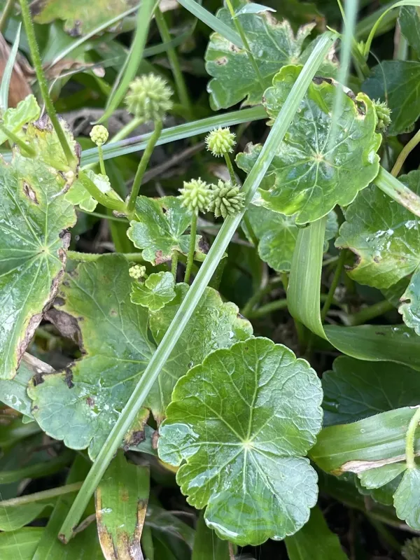 Hydrocotyle ramiflora