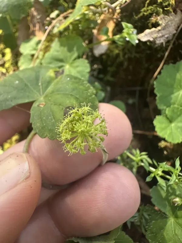 Щитолисник мексиканський