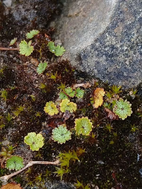 Hydrocotyle microphylla