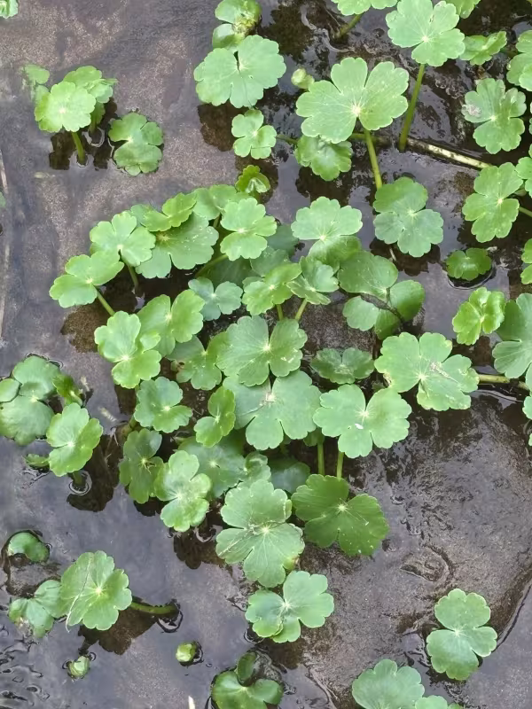 Floating pennywort