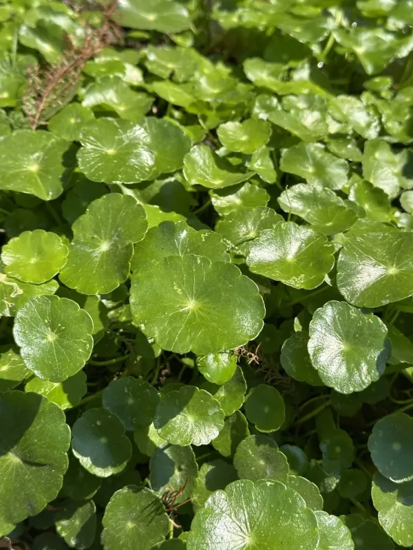 Whorled pennywort